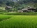 riziere cambodge