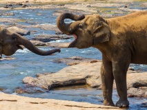 Centre de conservation des éléphants