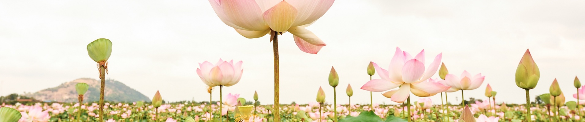 Ferme lotus battambang