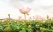 Ferme lotus battambang