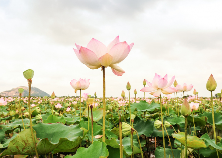 Ferme lotus battambang