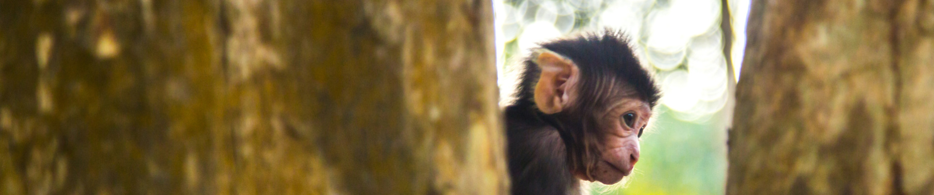 petit singe angkor