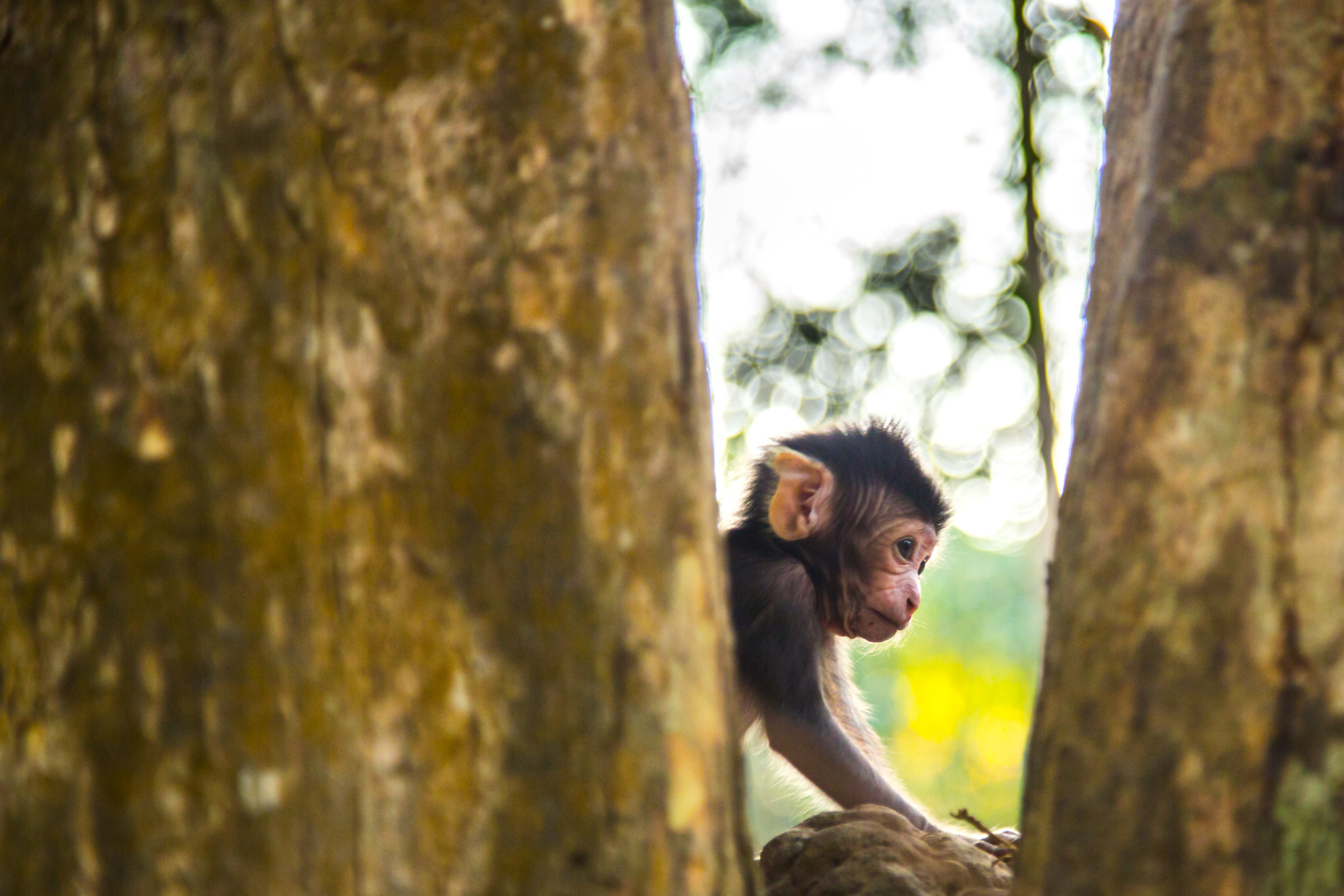 petit singe angkor