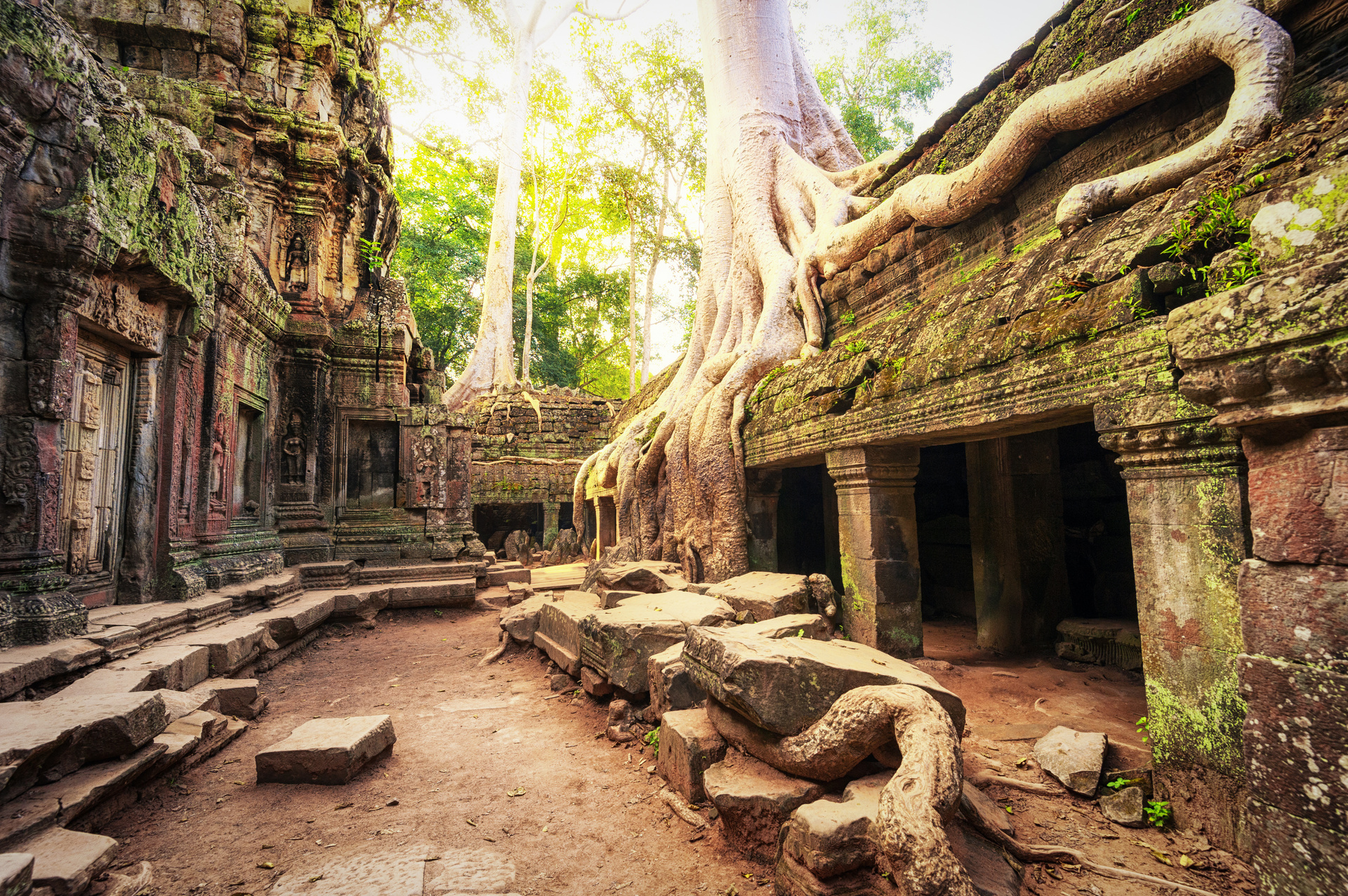 ta prohm temple racines