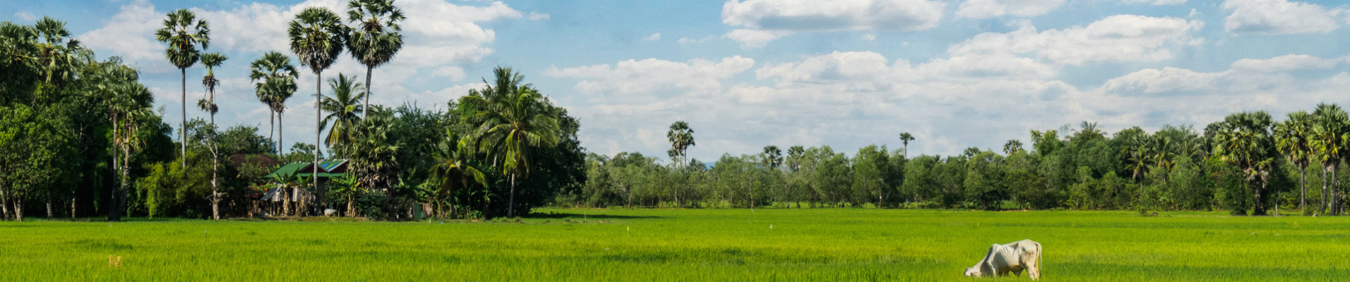champ cambodge riziere