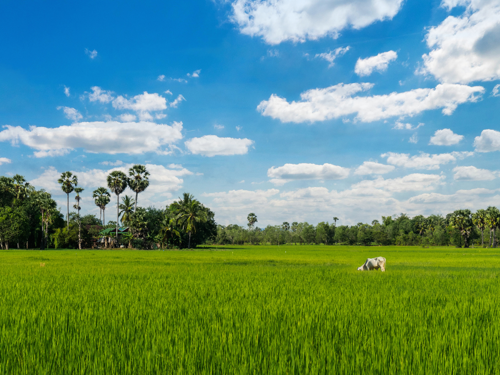 champ cambodge riziere