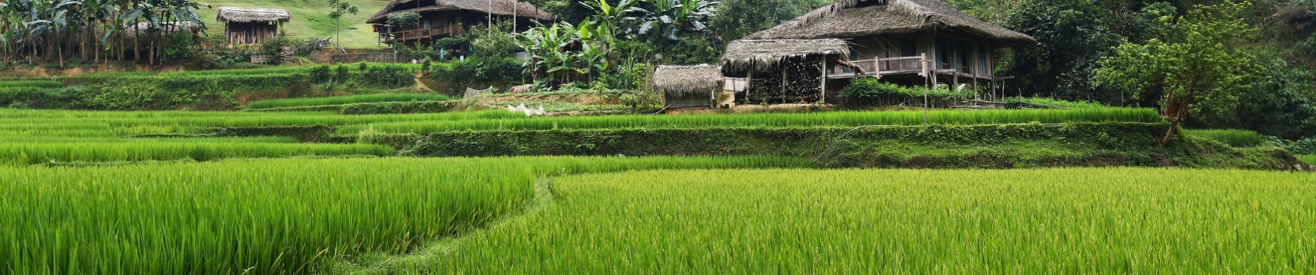 riziere cambodge