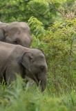 elephant region est cambodge