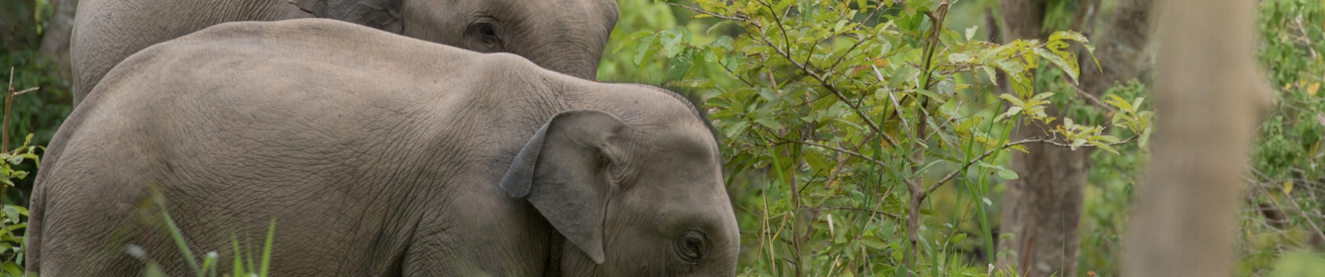 elephant region est cambodge