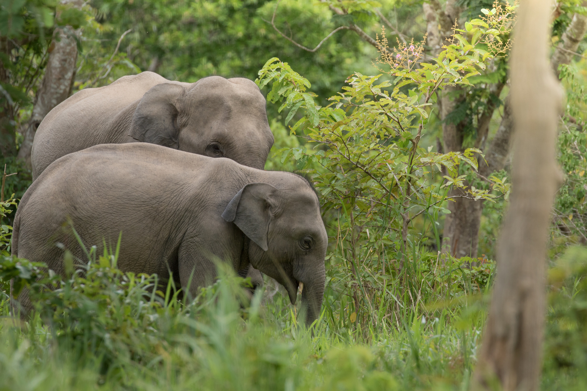 elephant region est cambodge