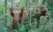 éléphants mondolkiri cambodge