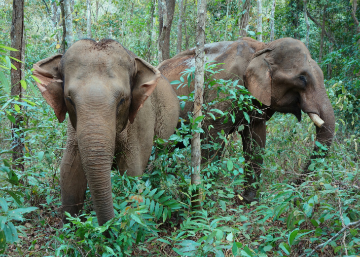 éléphants mondolkiri cambodge