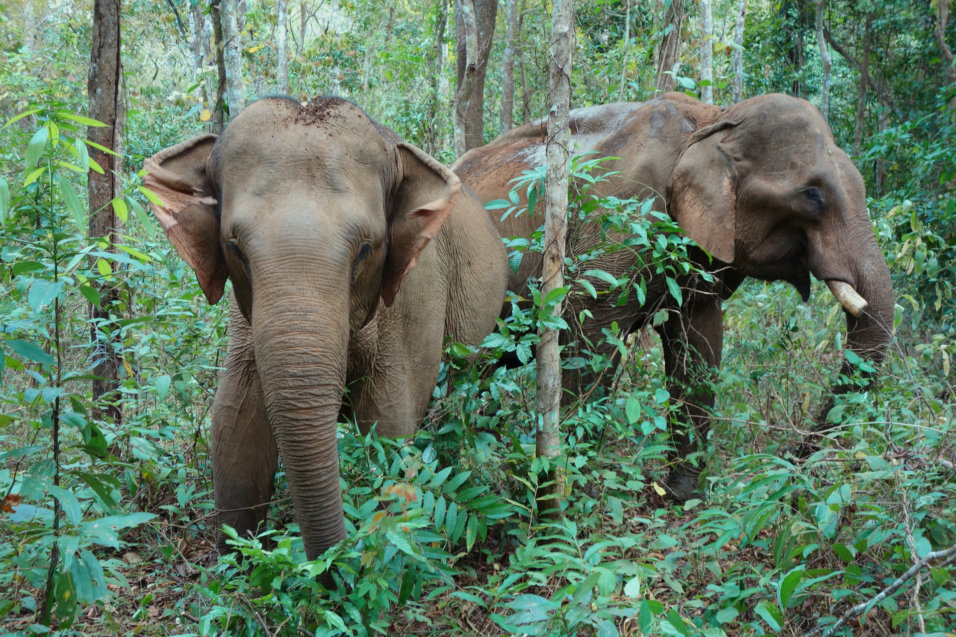 éléphants mondolkiri cambodge