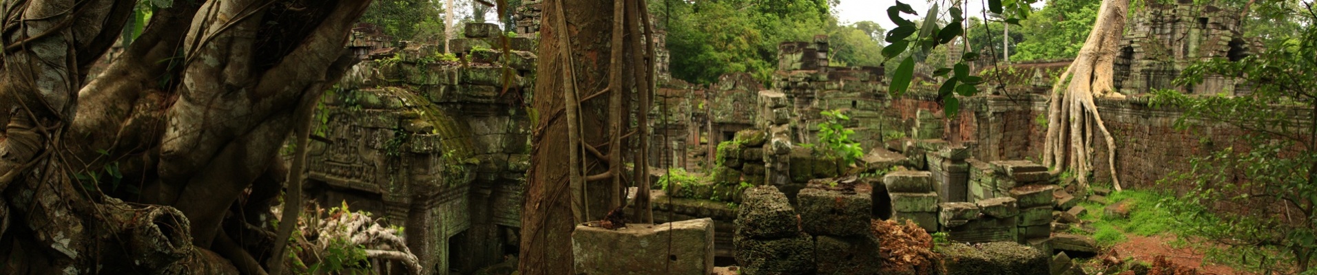 jungle angkor temple cambodge