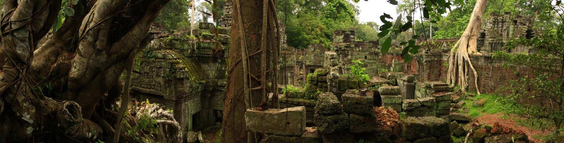 jungle angkor temple cambodge