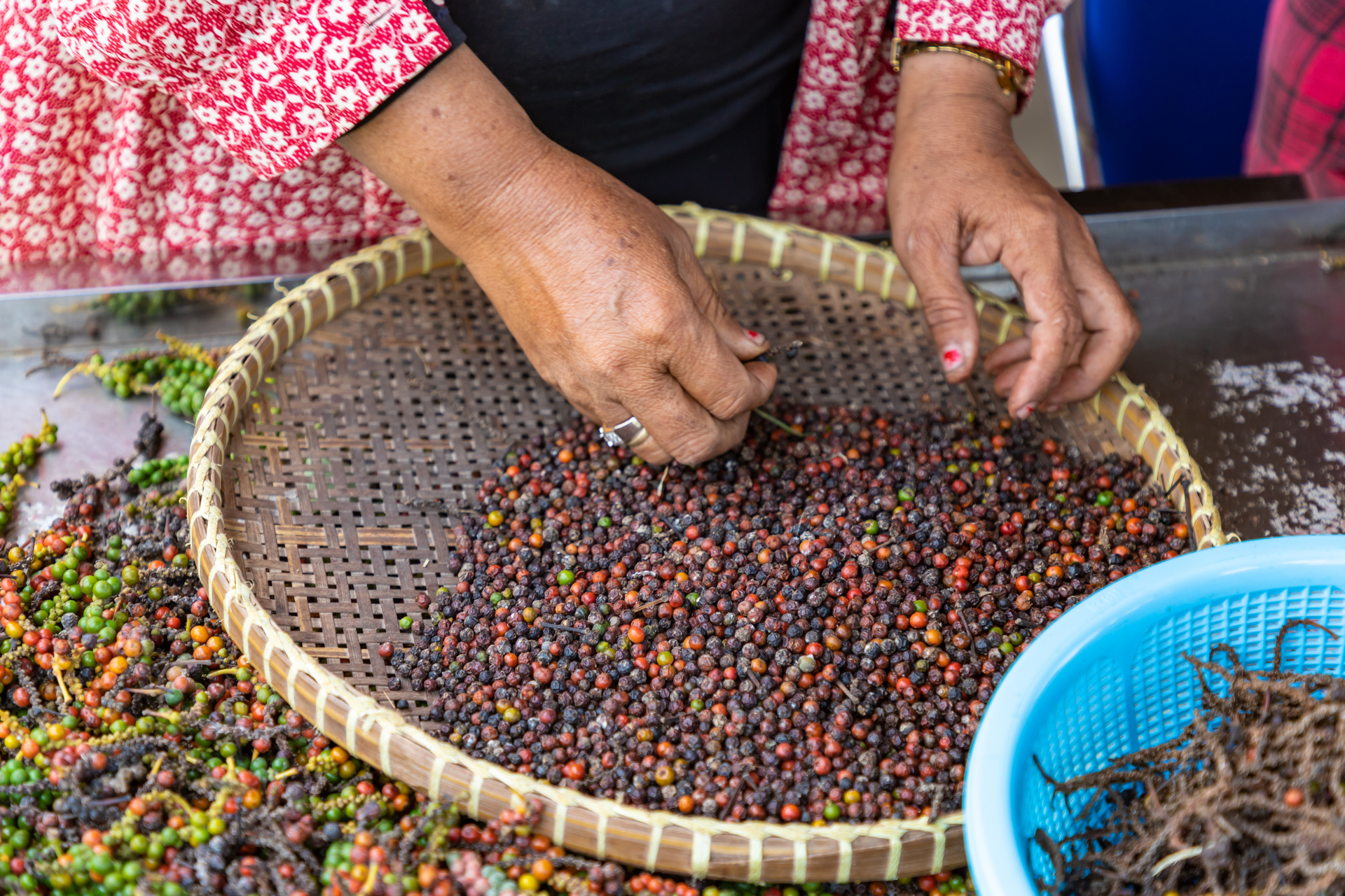 poivre kampot cueillette