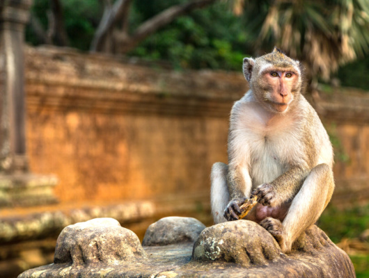 singe assis angkor