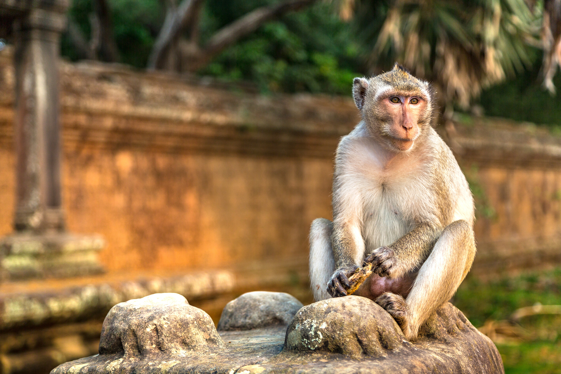 singe assis angkor