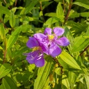 fleur violet Cambodge