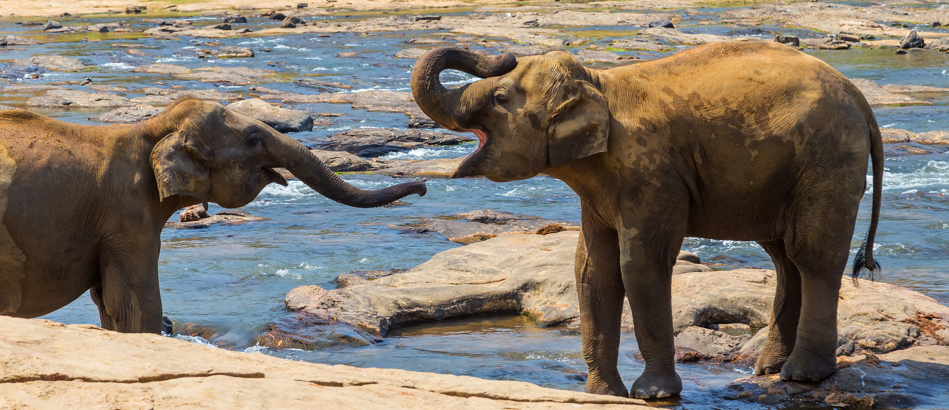 Centre de conservation des éléphants
