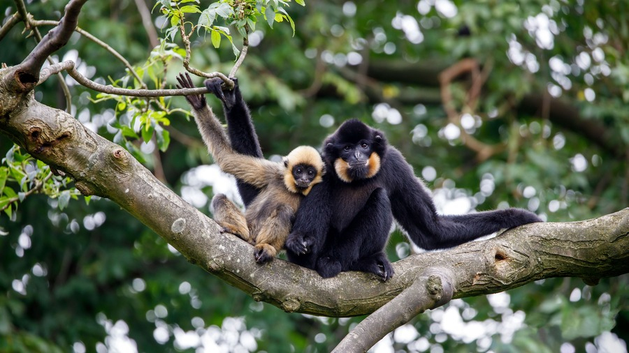 gibbons-cambodge